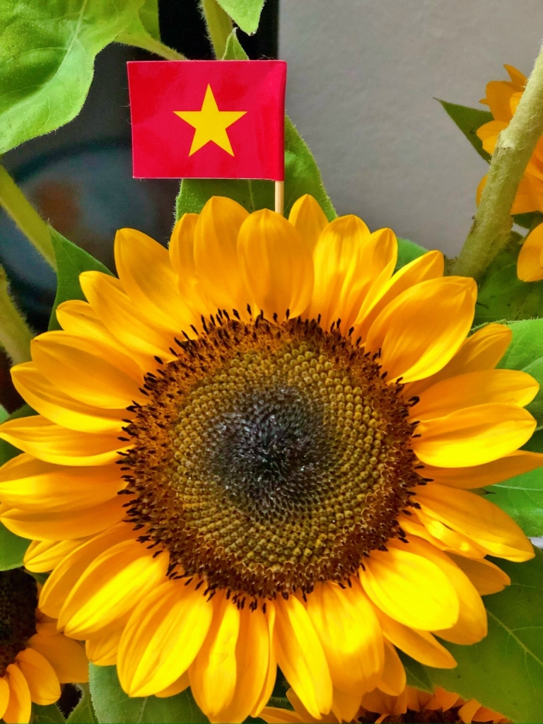 Hoa hướng dương 20/10